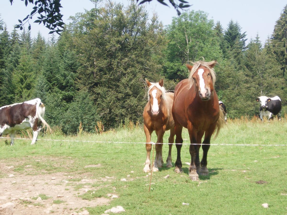Ferme Du Haut Barba Liezey Экстерьер фото